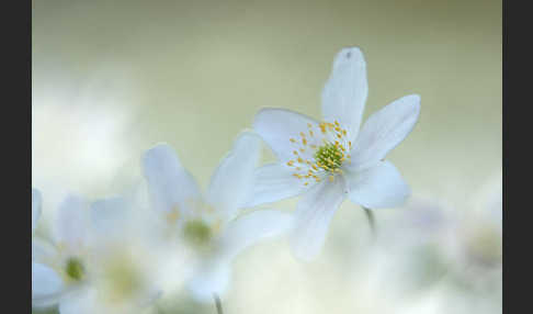 Busch-Windröschen (Anemone nemorosa)