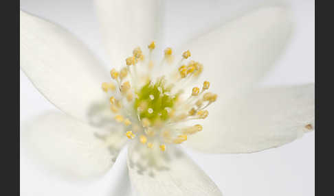 Busch-Windröschen (Anemone nemorosa)