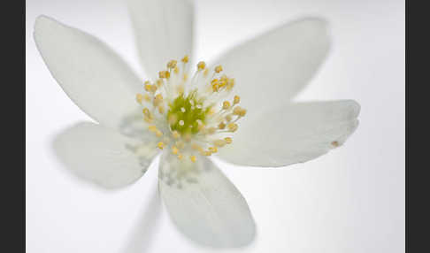 Busch-Windröschen (Anemone nemorosa)