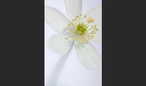 Busch-Windröschen (Anemone nemorosa)