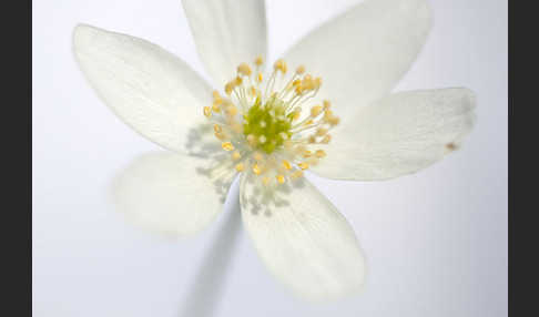 Busch-Windröschen (Anemone nemorosa)