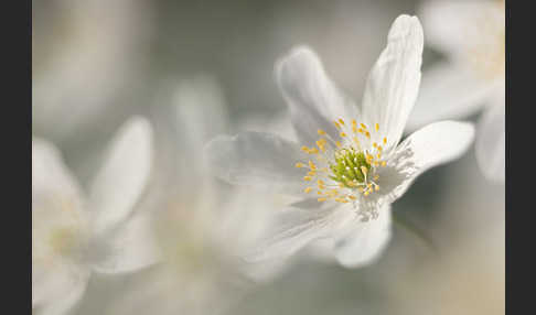 Busch-Windröschen (Anemone nemorosa)