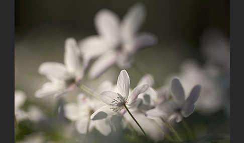 Busch-Windröschen (Anemone nemorosa)