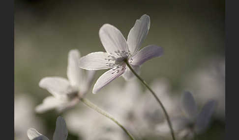 Busch-Windröschen (Anemone nemorosa)