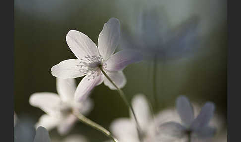 Busch-Windröschen (Anemone nemorosa)