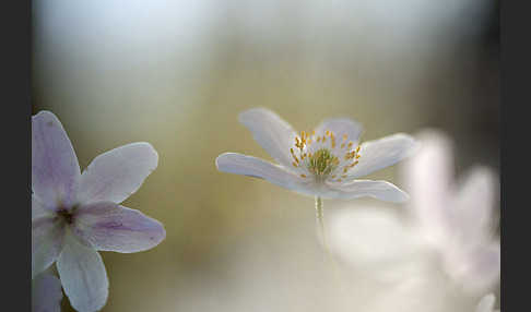 Busch-Windröschen (Anemone nemorosa)