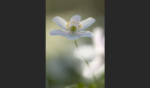 Busch-Windröschen (Anemone nemorosa)