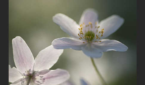 Busch-Windröschen (Anemone nemorosa)