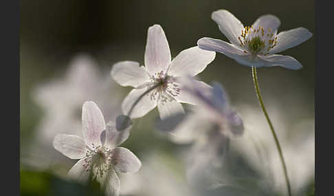 Busch-Windröschen (Anemone nemorosa)