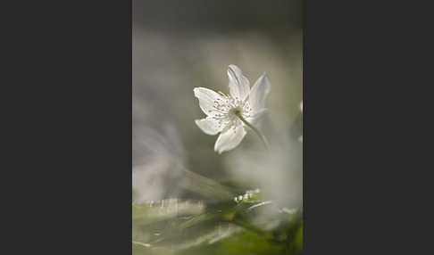 Busch-Windröschen (Anemone nemorosa)