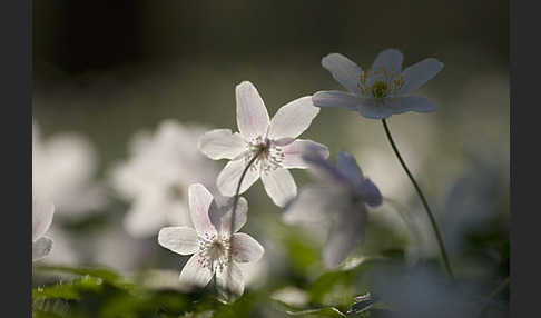 Busch-Windröschen (Anemone nemorosa)