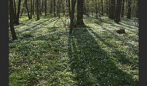 Busch-Windröschen (Anemone nemorosa)