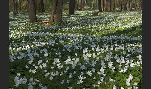 Busch-Windröschen (Anemone nemorosa)