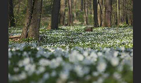 Busch-Windröschen (Anemone nemorosa)