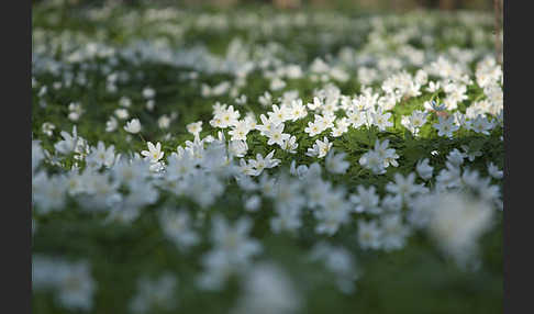 Busch-Windröschen (Anemone nemorosa)