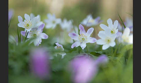 Busch-Windröschen (Anemone nemorosa)