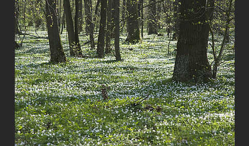 Busch-Windröschen (Anemone nemorosa)