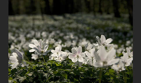 Busch-Windröschen (Anemone nemorosa)