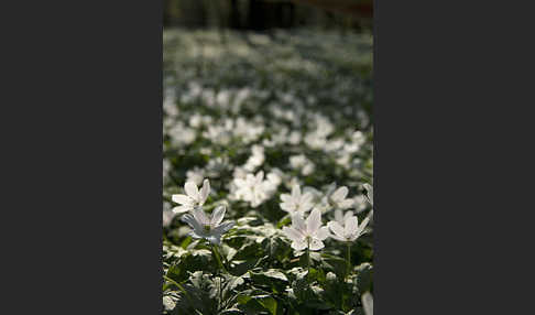 Busch-Windröschen (Anemone nemorosa)