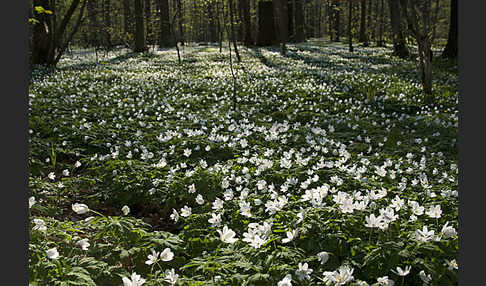 Busch-Windröschen (Anemone nemorosa)