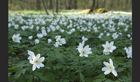 Busch-Windröschen (Anemone nemorosa)