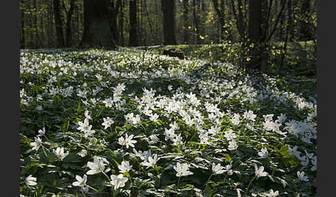 Busch-Windröschen (Anemone nemorosa)