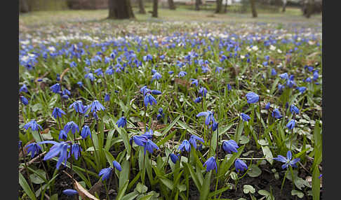 Blaustern (Scilla spec.)