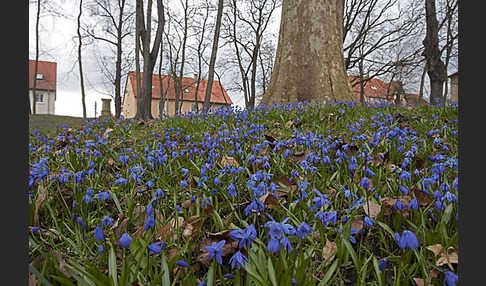 Blaustern (Scilla spec.)