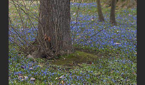 Blaustern (Scilla spec.)