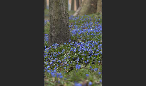 Blaustern (Scilla spec.)