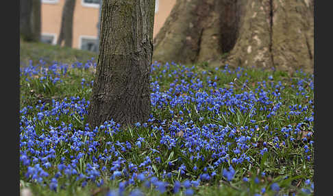 Blaustern (Scilla spec.)