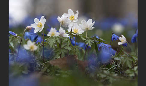 Blaustern (Scilla spec.)