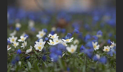 Blaustern (Scilla spec.)