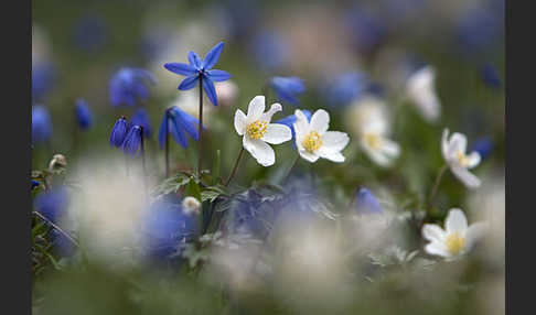 Blaustern (Scilla spec.)