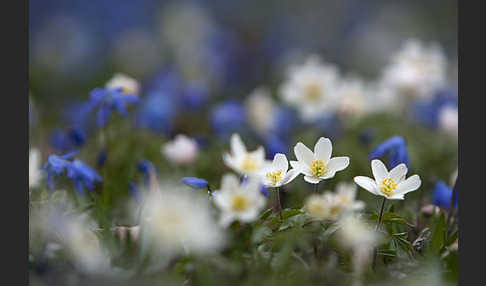 Blaustern (Scilla spec.)