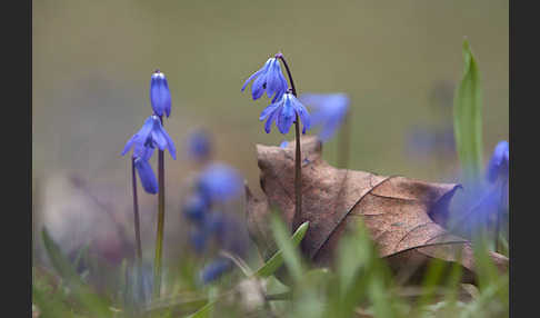 Blaustern (Scilla spec.)