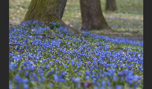 Blaustern (Scilla spec.)