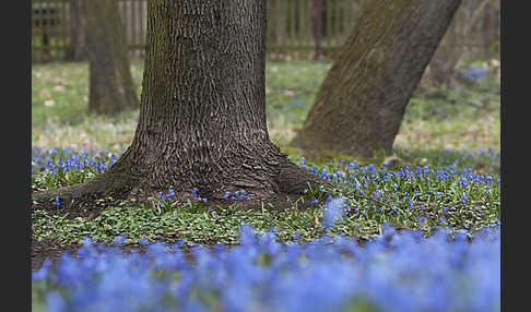 Blaustern (Scilla spec.)