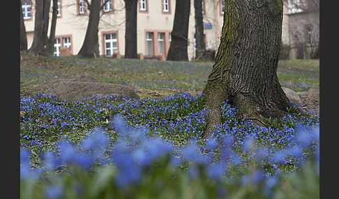 Blaustern (Scilla spec.)