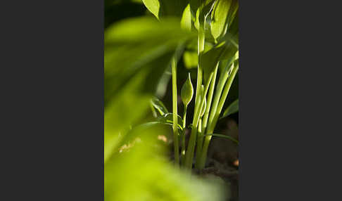 Bär-Lauch (Allium ursinum)