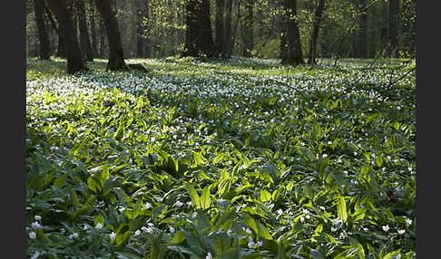 Bär-Lauch (Allium ursinum)