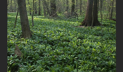 Bär-Lauch (Allium ursinum)