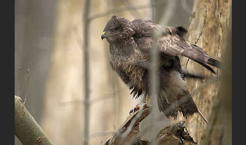 Mäusebussard (Buteo buteo)