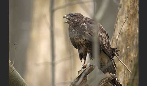 Mäusebussard (Buteo buteo)