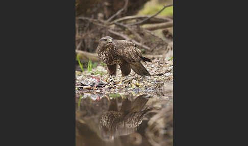 Mäusebussard (Buteo buteo)