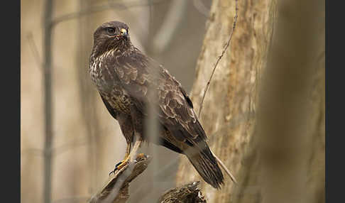 Mäusebussard (Buteo buteo)