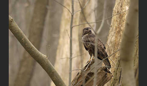 Mäusebussard (Buteo buteo)