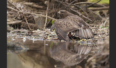 Mäusebussard (Buteo buteo)