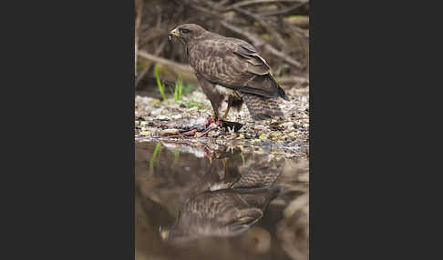 Mäusebussard (Buteo buteo)