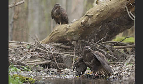 Mäusebussard (Buteo buteo)